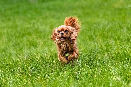 A dog cavalier king charles, a ruby puppy running in the nature