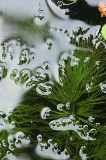 A closeup shot of pine tree branches in a reflective water