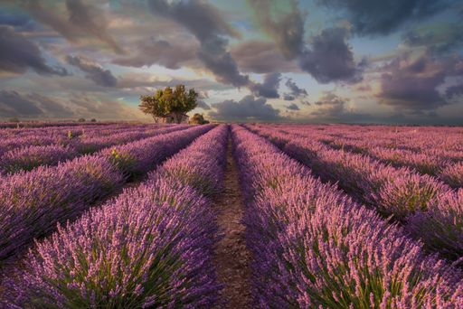 A horizontal shot of a field of beautiful purple English lavender flowers with the background of breathtaking colorful cloudy sky