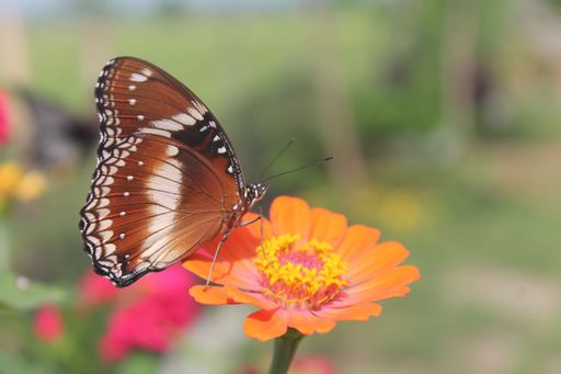 Hypolimnas bolina, the Great Eggfly, Common Eggfly, Varied Eggfly or in New Zealand the Blue Moon butterfly is a species of nymphalid butterfly found