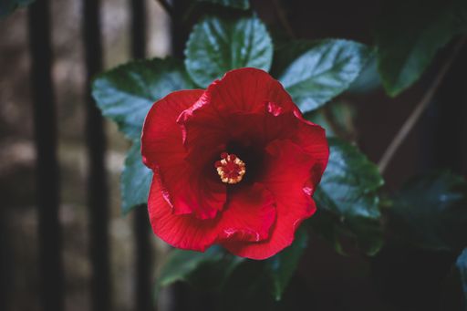A closeup of red Hibiscus flower with lush green leaves