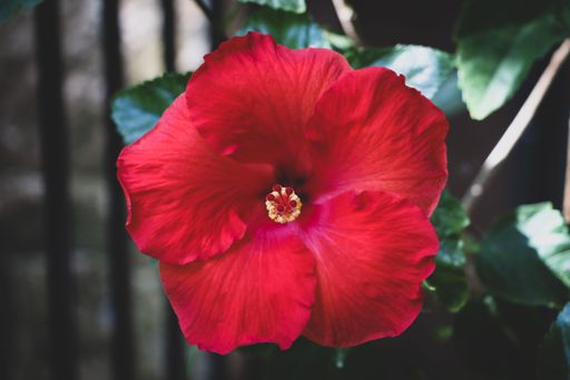 A closeup of red Hibiscus flower with lush green leaves