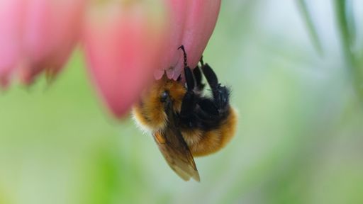 A closeup shot of a bee taking nectar