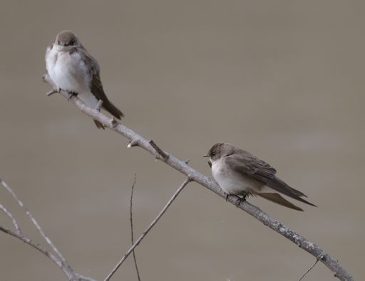 A closeup of two common whitethroats sitting on a branch