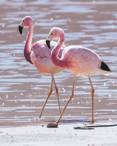 A selective of flamingos by the lake