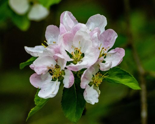 A closeup shot of the blossoms of an apple tree