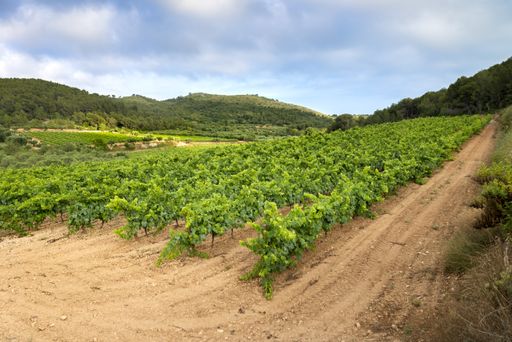A beautiful view of a vineyard on a cloudy day - perfect for wallpaper