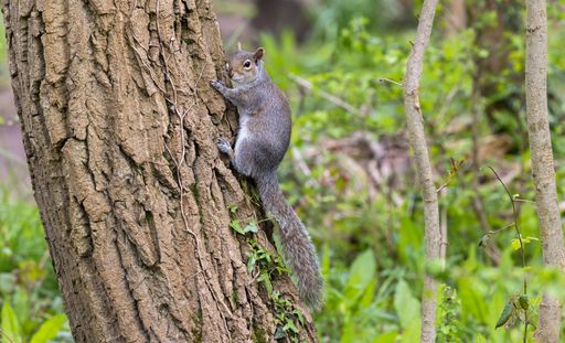 A closeup shot of an adorable grey squirrel (Sciurus carolinensis) jumping on the tree