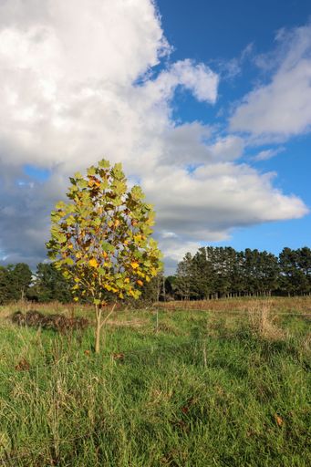 A vertical shot of an autumn tree in the park under cloudy sky