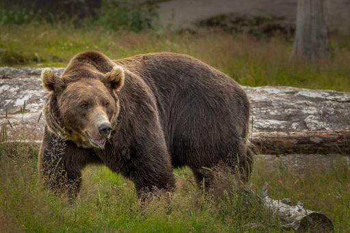 A beautiful shot of a grizzly bear in a forest during the day