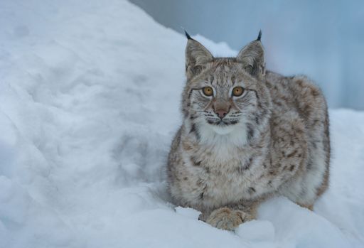 A beautiful shot of a Eurasian lynx in the snow in a forest