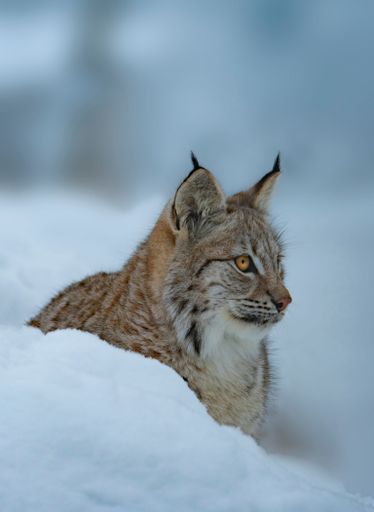 A vertical shot of a Eurasian lynx in the snow in a forest in winter