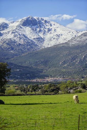 A vertical shot of cattle grazing in a pasture against mountains covered with snow on a sunny day