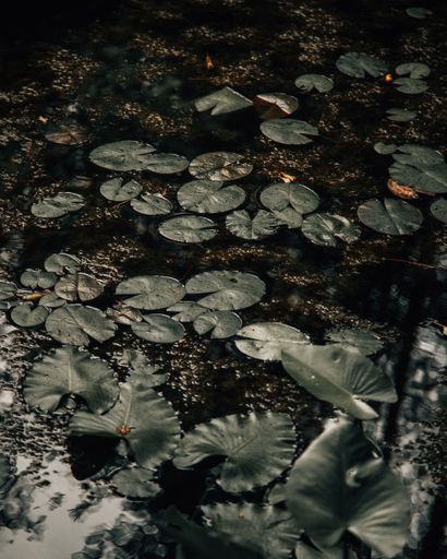 A vertical shot of water lily leaves in the pond