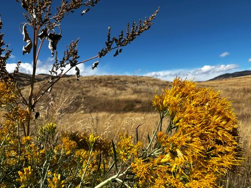 A close-up shot of sagebrush in the background of a field