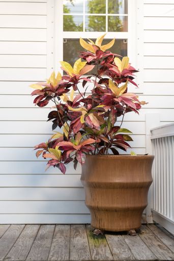 A vertical shot of a Croton plant on a porch of a beach bungalow
