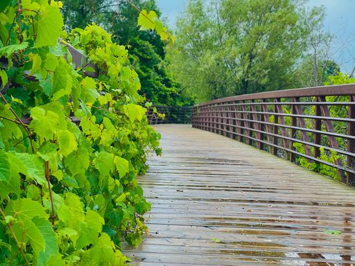 A wooden bridge surrounded with greenery on a rainy day