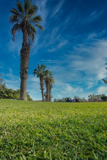 A beautiful view of palm trees in a field under the blue sky