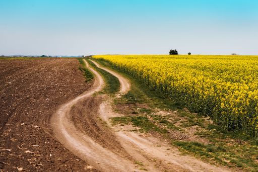 Dirt road through blooming canola rapeseed field vanishing in diminishing perspective on the horizon