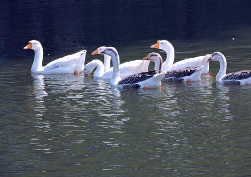 a shot of geese floating on the water on a daytime