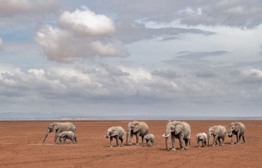 A herd of big elephants walking in the safari in Amboseli, Kenya