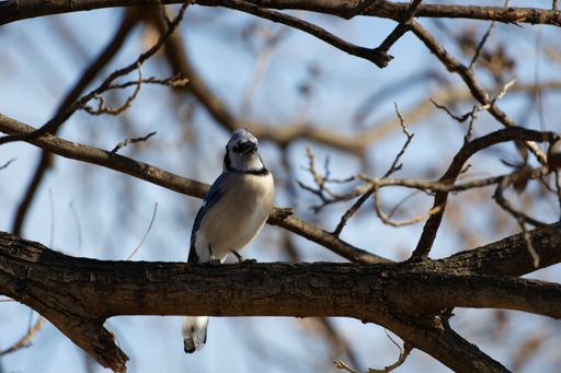 A close-up shot of a blue jay perched on a twig on a blurred background