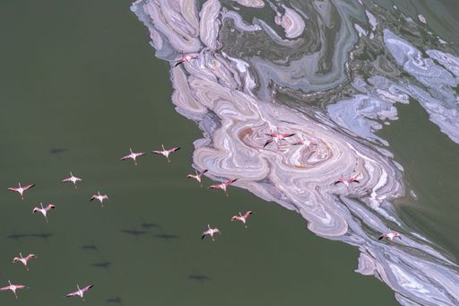 An aerial view of flamboyance of flamingos flying over the Soda lake