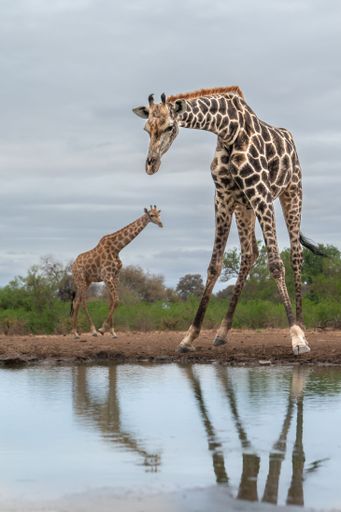 Two cute giraffes with long necks on the pond side