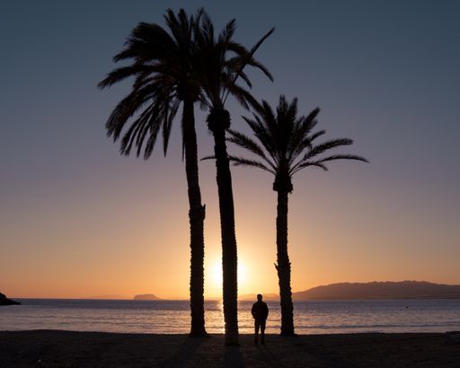 A silhouette of a male standing between two big palms on the beach