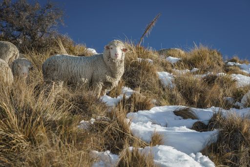 A Merino sheep on the snowy ground in New Zealand