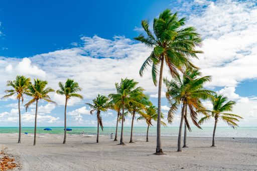 A beautiful scenery of palms at Crandon Beach in Miami, FL under blue cloudy sky