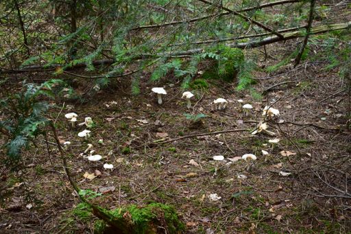 A shot of a fairy ring, mushroom circle in a forest
