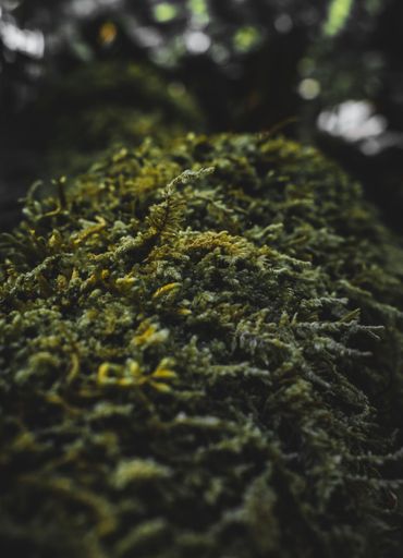 A closeup vertical shot of green moss with blurred background