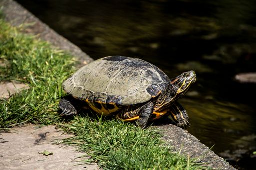 A closeup shot of a turtle relaxing near a pond
