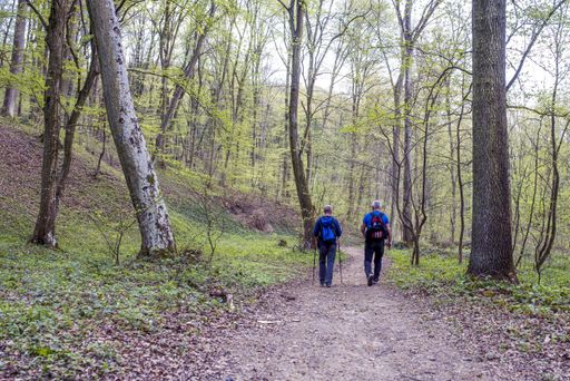 Two friends with backpacks and sticks walking in a forest with a lot of tall trees