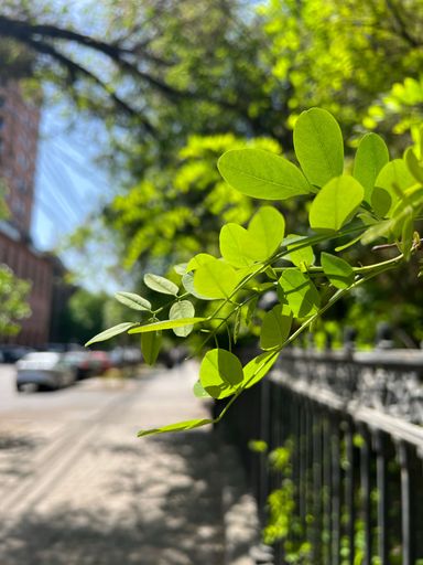 A closeup of green leaves against a blurry street background