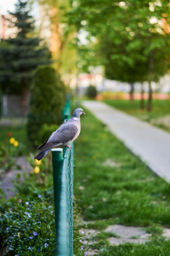 Vertical closeup shot of a dove perching on a metal fence in a park outdoors