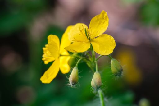 A closeup of beautiful yellow greater celandine (Chelidonium majus) flowers in the garden