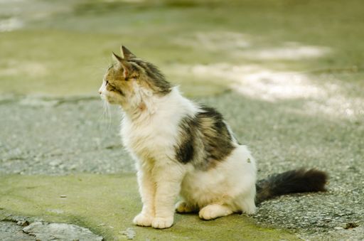 A closeup of a cute fluffy white and gray Cyprus kitten sitting on the ground and looking to the side