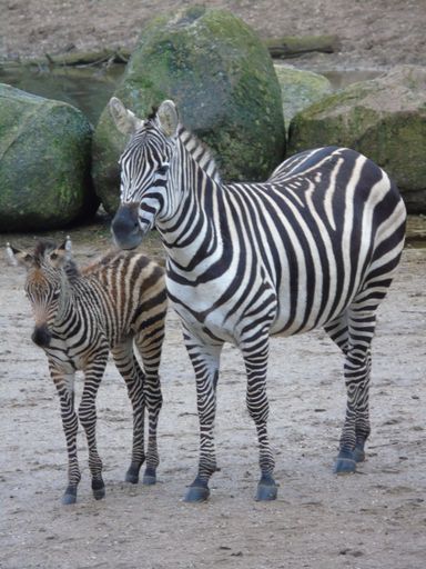 A vertical shot of a baby zebra standing next to its mother in a field surrounded by big boulders