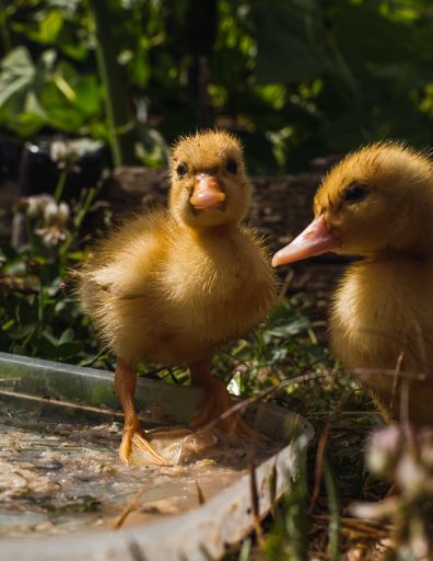A vertical shot of two beautiful fuzzy ducklings in the middle of nature surrounded green plants