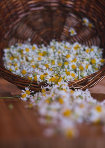 A vertical shot of a wicker basket of yellow and white flowers being poured on a wooden surface