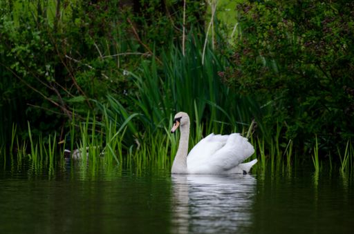 A white swan gliding along on a calm lake showing the concepts of beauty and calm.