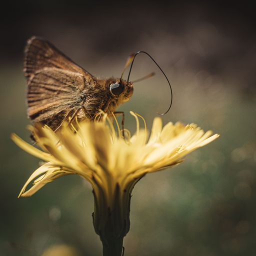 A close-up shot of a beautiful Dakota skipper on a flower in the garden