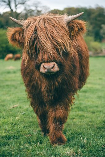 A brown Scottish Highland cow in the field in spring