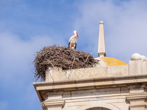 A low-angle shot of a white stork in a nest on the top of a building