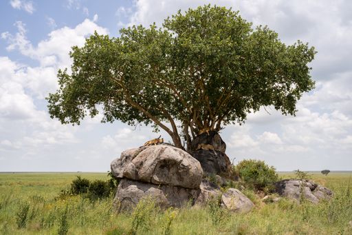 A view of beautiful lions resting on huge rocks in a field on a sunny day