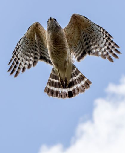 A low angle shot of a red-shouldered hawk flying in the blue cloudy sky in daylight