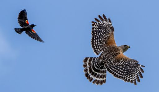 A low angle shot of a red-shouldered hawk and red-winged blackbird flying in the blue sky in daylight
