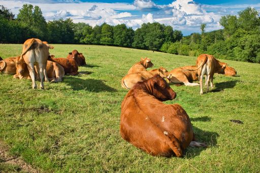 Several brown cows on the green landscape